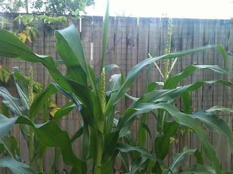 Corn Diseases: How to Identify and Control - Gardening Channel