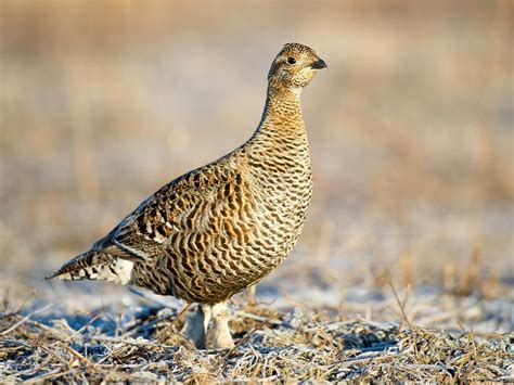 Black Grouse Bird Facts (Lyrurus tetrix) | Birdfact