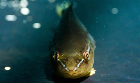 Delightfully named lumpfish might boost caged salmon production ...