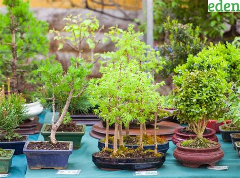 How to Cultivate and Care For Miniature Trees in Your Garden