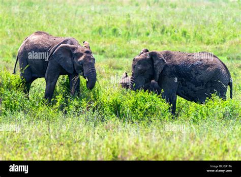 African elephants or Loxodonta cyclotis in nature Stock Photo - Alamy