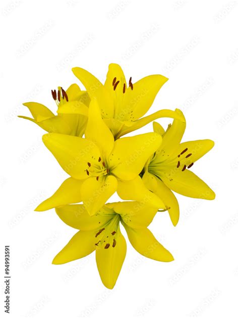 bouquet of yellow lilies Stock Photo | Adobe Stock