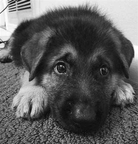 German Shepherd Puppies Eyes - Pets Lovers