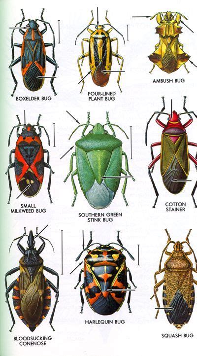 Hemiptera - The True Bugs