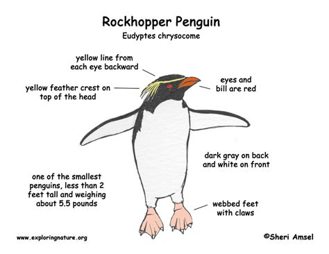 Penguin (Rockhopper)