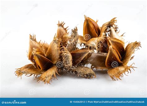 Beech Tree Fruit on a Light Table. Seeds of the Deciduous Tree Stock Photo - Image of closeup ...