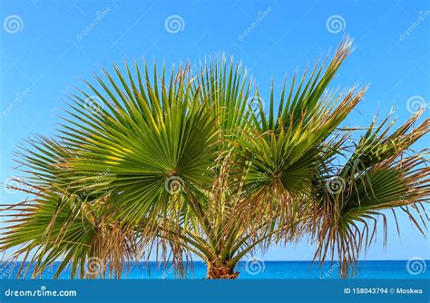 The Palm Tree by the Sea - Borassus Flabellifer Asian Palmyra Palm Stock Photo - Image of shaped ...