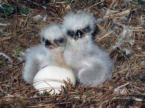 2009 Nesting Season | American Eagle Foundation