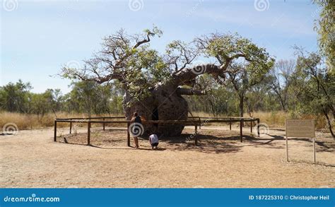 Boab Prison Tree in the Arid Landscape Near Derby, Western Australia. Editorial Image - Image of ...