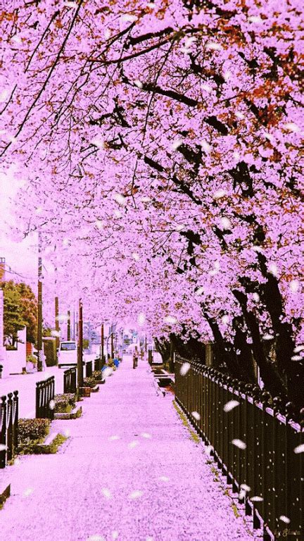 Foto animada | Beautiful images nature, Blossom trees, Beautiful nature