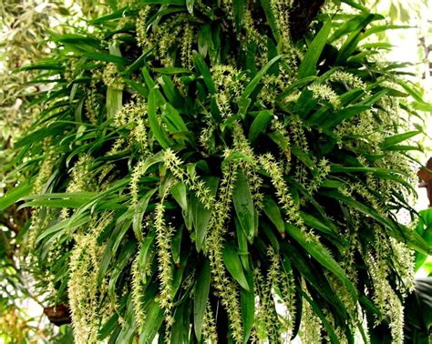 dendrochilum species