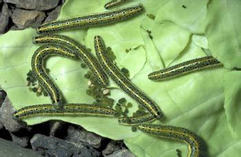 Cabbage Butterfly – Pieris brassicae - Insects