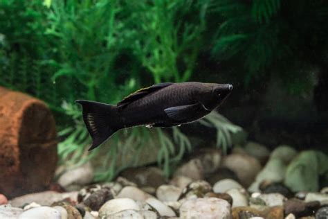 Black Molly Fish: Size, Food, & Care