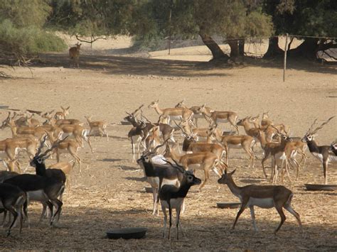 Wildlife Safari / Sindh - Pakistan Wildlife Foundation