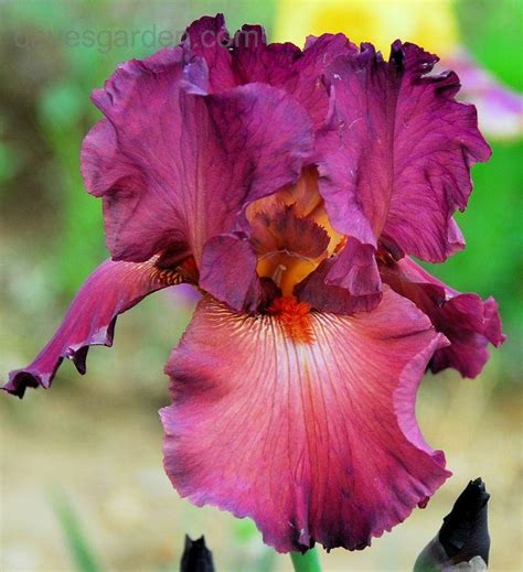 PlantFiles Pictures: Tall Bearded Iris 'Lady Friend' (Iris) by Tntigger