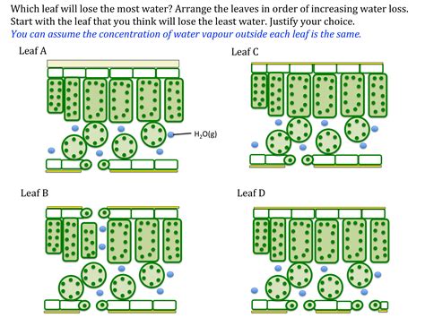 Transpiration Diagram For Kids