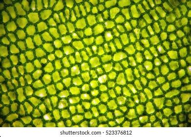 Plant Cells Microscope Nucleus