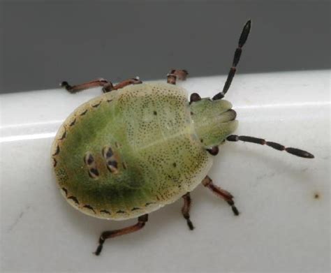 Green Stink Bug Nymph | The Backyard Arthropod Project