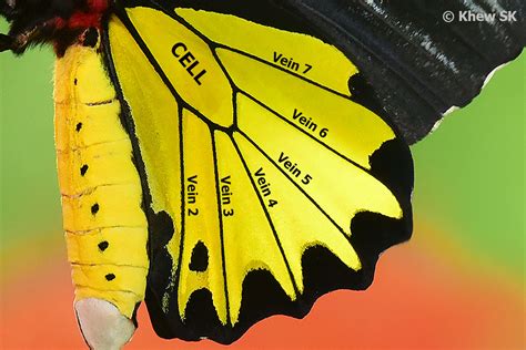 Butterflies of Singapore: Butterfly Anatomy : Part 2