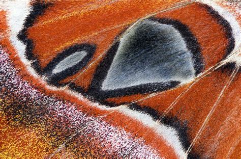 Atlas Moth Wings Detail - Attacus Atlas Stock Photo - Image of close ...