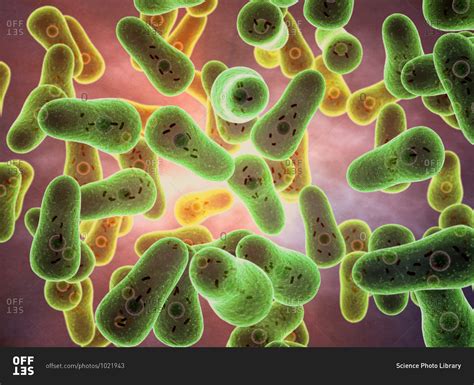 3d illustration of Coxiella burnetii bacteria. stock photo - OFFSET