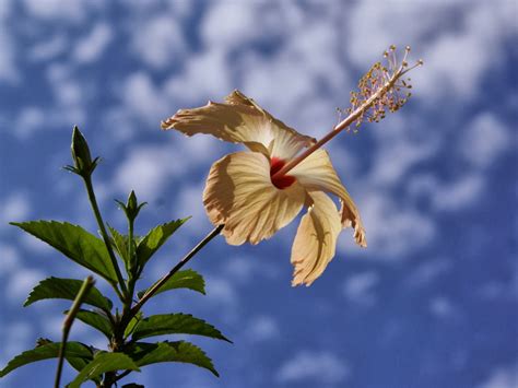 Hibiscus Flowers Wallpapers ~ HD WALLPAPERS