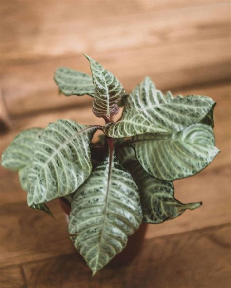 Aphelandra Squarrosa White Wash Care Guide (Zebra Plant)