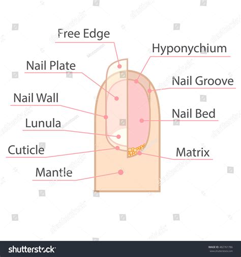 Nail Anatomy Wikidoc