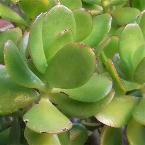 Succulent Green Begonia, Succulents, Green, Plants, Photography, Geraniums, Leaves, Photograph ...