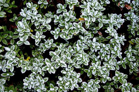 Winter Frost On Plants Free Stock Photo - Public Domain Pictures