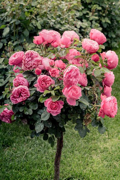 Tips for Growing Tree Roses | Gardener’s Path