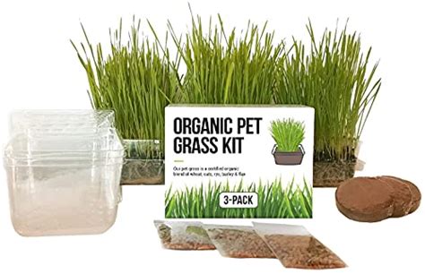 Cat Grass Growing Kit - 3 Pack Organic Seed, Soil and BPA Free ...