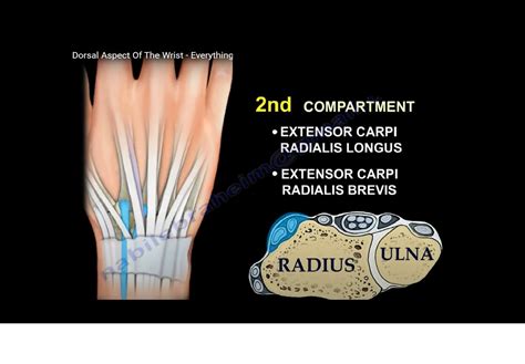 Dorsal Wrist Tendon Anatomy