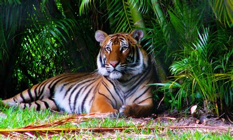 Palm Beach Zoo & Conservation Society in - West Palm Beach, FL | Groupon