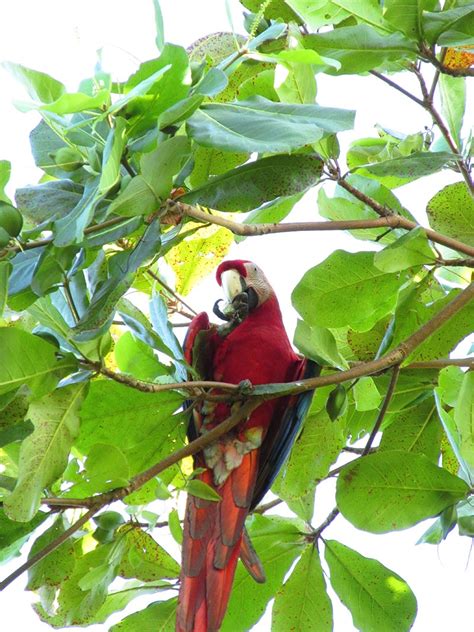 Scarlet Macaw - Friends of Retzer