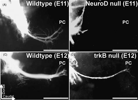 The effects of NeuroD null mutation (top) and of trkB mutation (bottom ...