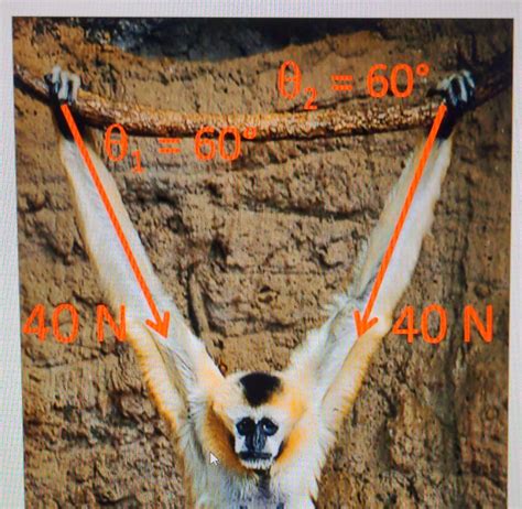 Solved the gibbon in the picture is hanging from a branch, | Chegg.com