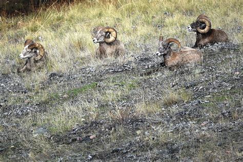 FWP removes lions from Wild Horse Island | Hungry Horse News