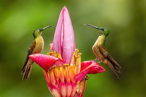 The New Complete Guide to Hummingbird Photography – Tom Bol Photography, LLC