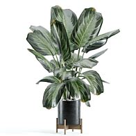 indoor Plant 262 - Indoor - 3D model