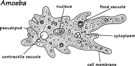 CLASSIFICATION 2 - Form 3 Biology Notes - EasyElimu: Learning Simplified