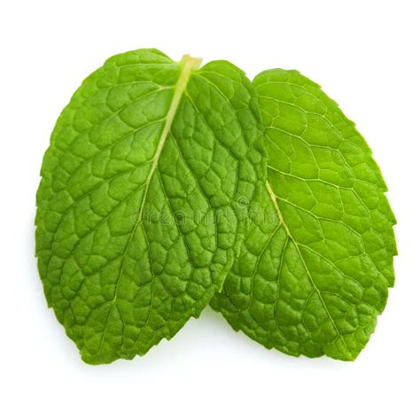 Mint leaves stock image. Image of natural, garnish, herb - 18974527