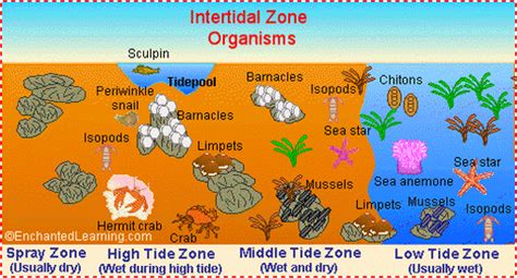 Littoral zone - Zones of the Ocean