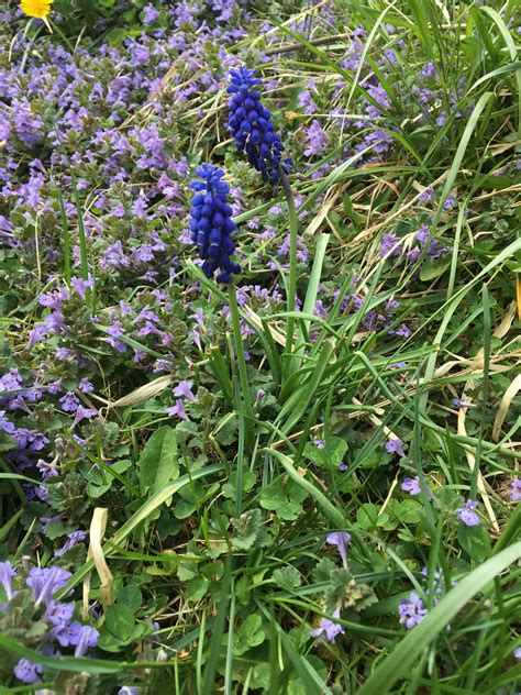 Combo: small purple flowers all over backyard along with these tall blue purple bell looking ...