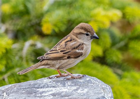 Passero Da Siepe Uccello - Foto gratis su Pixabay