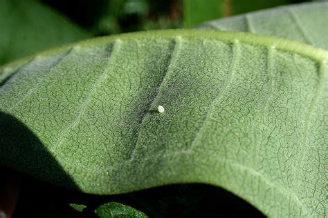 monarch butterfly eggs photo : Biological Science Picture Directory – Pulpbits.net