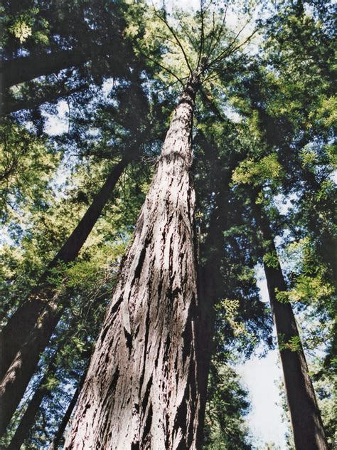 Tree in Founders Grove: Humboldt Redwoods State Park, California