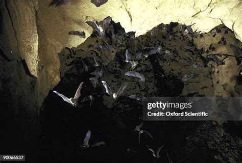 1,736 The Bat Cave Stock Photos, High-Res Pictures, and Images - Getty ...