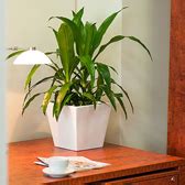 Desk Plants | Osborne Plant Service