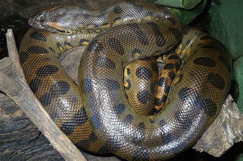 Green Anaconda Facts, Size, Weight, Habitat, Diet, Pictures